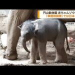 円山動物園 赤ちゃんゾウ誕生 準間接飼育では日本初(2023年8月21日)