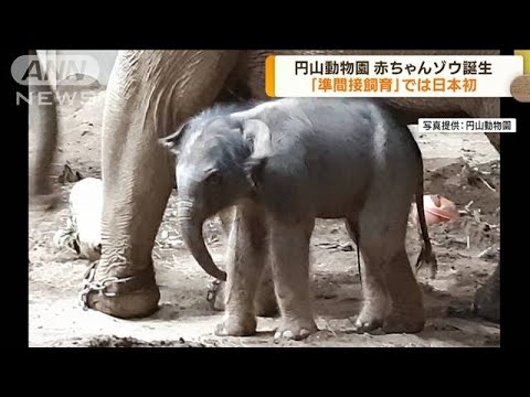 円山動物園 赤ちゃんゾウ誕生 準間接飼育では日本初(2023年8月21日)