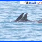「優雅に涼んでいて、いいな…」千葉・館山港にイルカの群れ　カメラの前でジャンプも｜TBS NEWS DIG