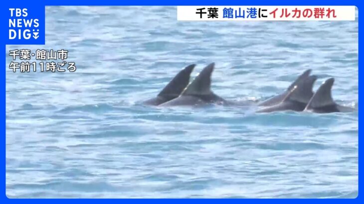 「優雅に涼んでいて、いいな…」千葉・館山港にイルカの群れ　カメラの前でジャンプも｜TBS NEWS DIG