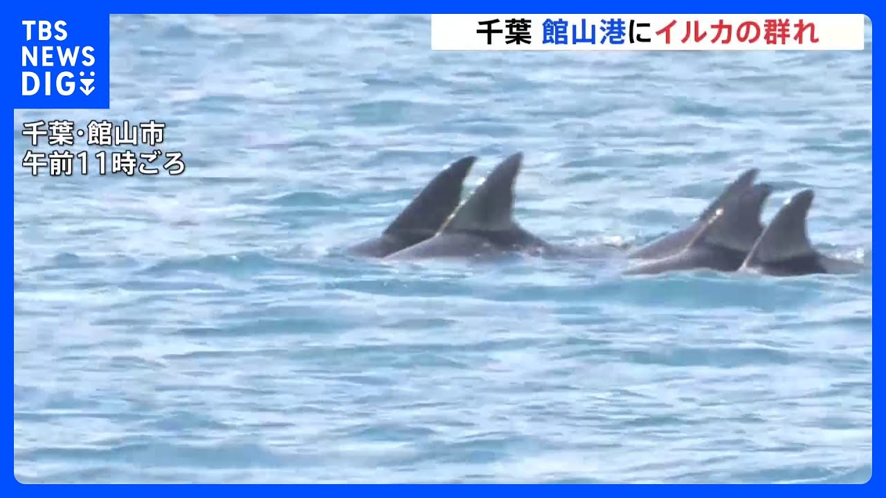 「優雅に涼んでいて、いいな…」千葉・館山港にイルカの群れ　カメラの前でジャンプも｜TBS&nbsp;NEWS&nbsp;DIG