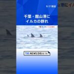 「優雅に涼んでいて、いいな…」千葉・館山港にイルカの群れ　カメラの前でジャンプも｜TBS NEWS DIG #shorts