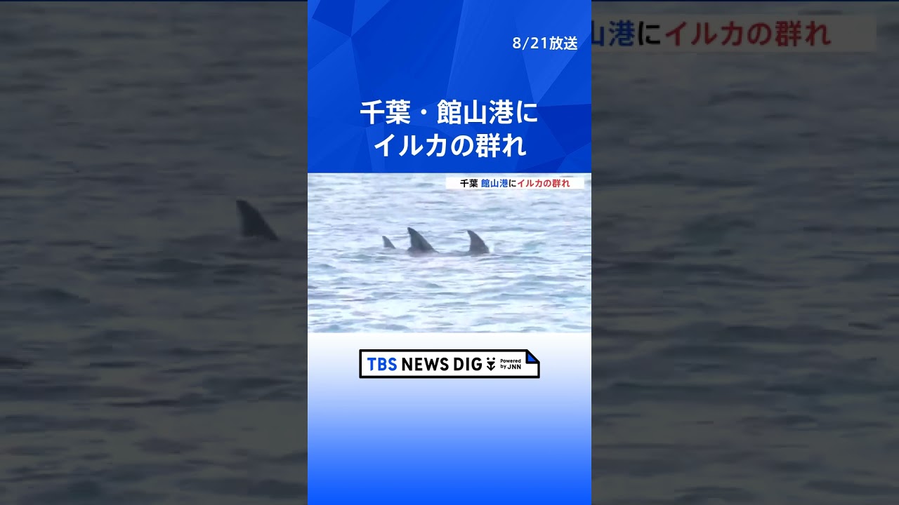 「優雅に涼んでいて、いいな…」千葉・館山港にイルカの群れ　カメラの前でジャンプも｜TBS NEWS DIG #shorts