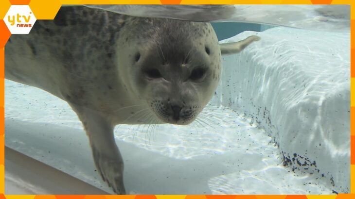 「寂しいです」海遊館で人気～オスのアザラシ「ミゾレ」～繁殖のため北海道「おたる水族館」へお引越し