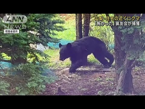 「怖かった」住宅近くにクマ 猟友会が捕獲　山梨・富士河口湖町(2023年8月22日)