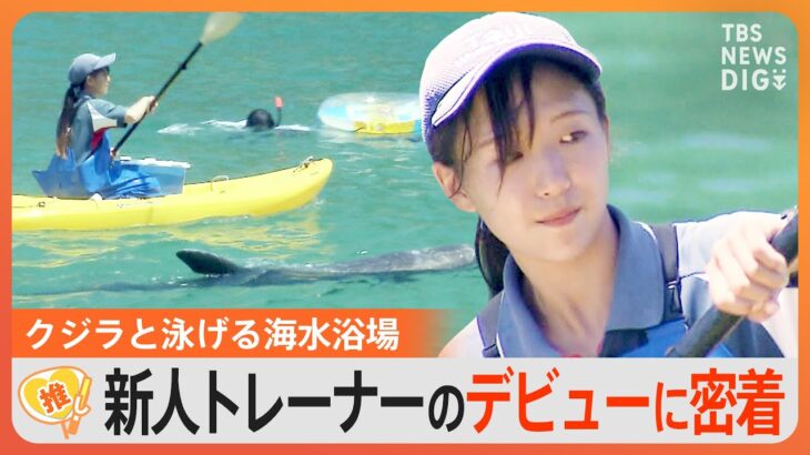 海水浴場で“クジラを誘導”する新人トレーナーの奮闘【ゲキ推しさん】｜TBS NEWS DIG