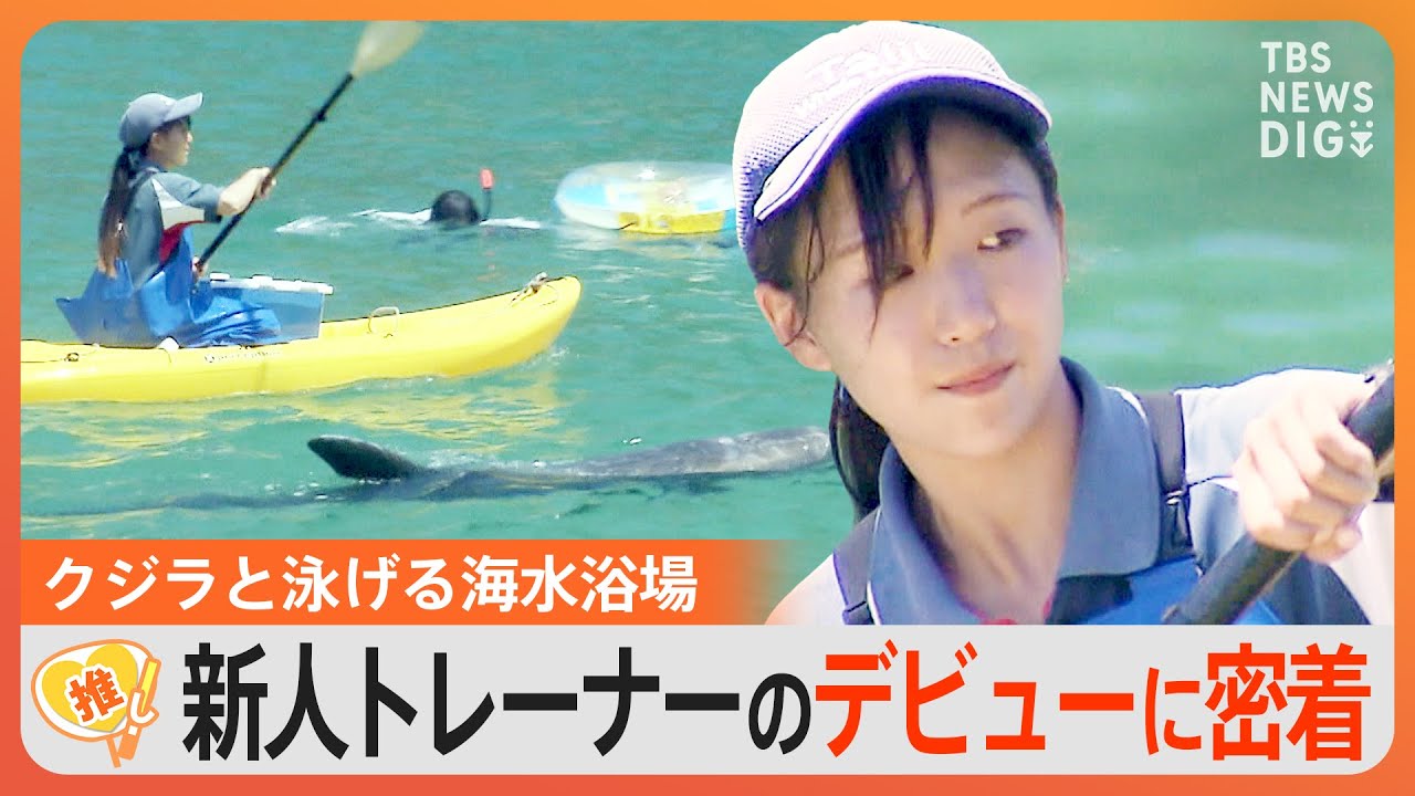 海水浴場で“クジラを誘導”する新人トレーナーの奮闘【ゲキ推しさん】｜TBS&nbsp;NEWS&nbsp;DIG