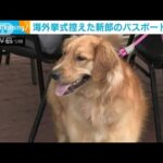 新婚旅行控えた新郎の旅券をメチャメチャに　一緒に式に行けない腹いせ？愛犬が話題に(2023年8月22日)