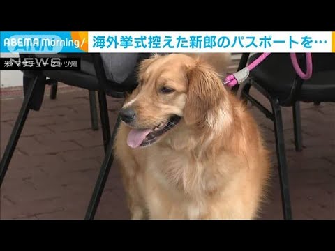 新婚旅行控えた新郎の旅券をメチャメチャに　一緒に式に行けない腹いせ？愛犬が話題に(2023年8月22日)