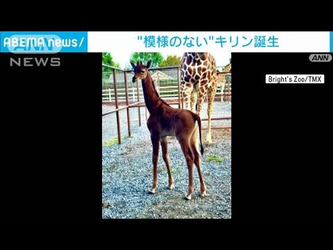 「模様のないキリン」誕生　米テネシー州の動物園(2023年8月23日)