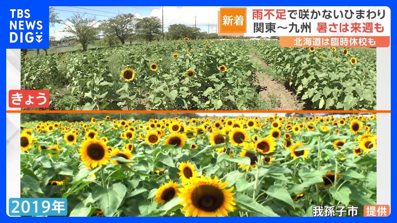 暑さ＆雨不足で「ひまわりも寝ています…」　札幌では始業式に異変！危険な暑さいつまで？｜TBS&nbsp;NEWS&nbsp;DIG