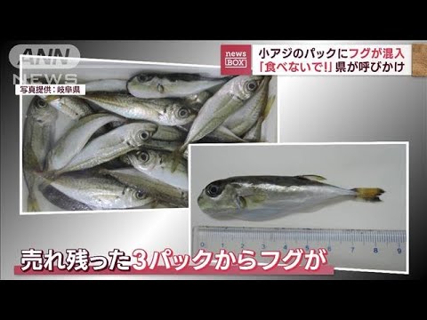 小アジのパックにフグ混入　「食べないで!」県が呼びかけ(2023年8月25日)