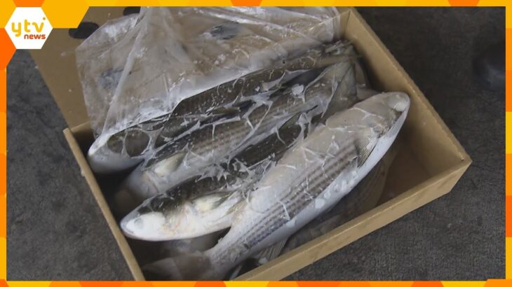 中国が日本産水産物“輸入禁止”　関西の漁業関係者も不安と困惑　吉村知事「中国以外の輸出先を」