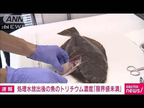 【速報】処理水放出後の魚のトリチウム濃度「検出限界値未満」 水産庁が初の結果公表(2023年8月26日)