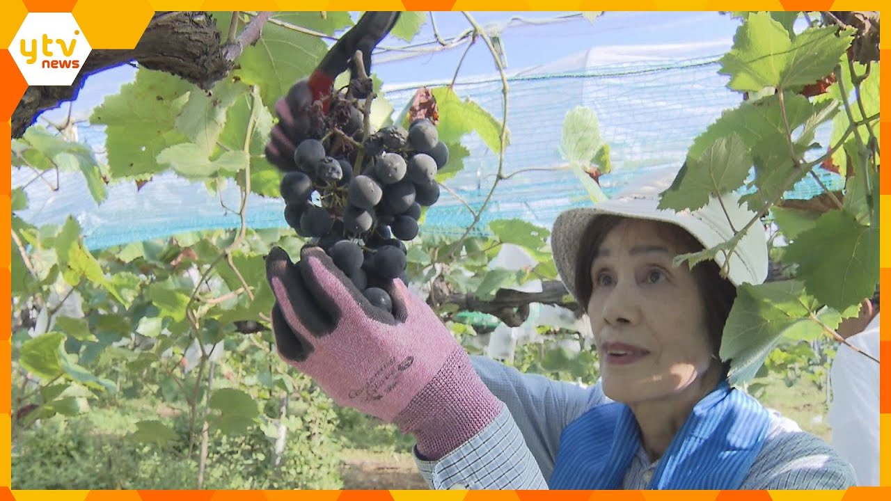 粒が大きくて種がない「三和ぶどう」収穫の最盛期　雨が少なくやや小さめだが、その分甘い出来　福知山
