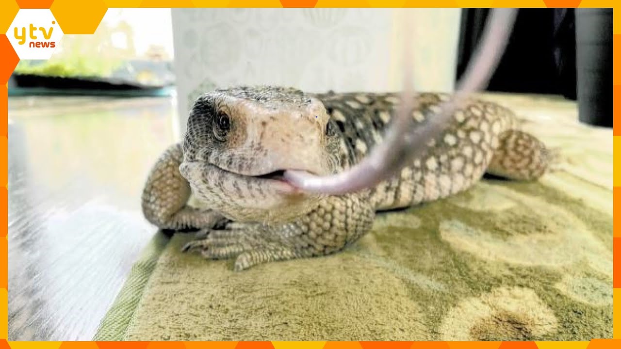 【注意】肉食のサバンナオオトカゲが住宅から脱走　ケースに入れず飼育　約８０センチ・茶色　大津市