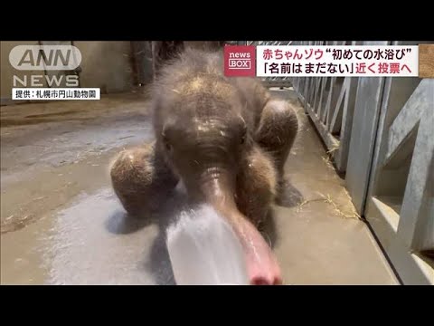 赤ちゃんゾウ“初めての水浴び”　「名前はまだない」　近く投票へ(2023年8月28日)