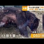 クマに麻酔銃の瞬間…生きて山へ帰る　牛66頭襲撃の“OSO18”は4年越しついに駆除【もっと知りたい！】(2023年8月23日)