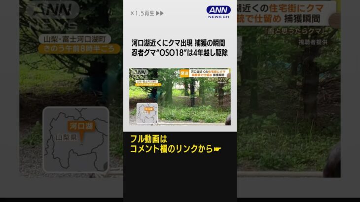 クマに麻酔銃の瞬間…生きて山へ帰る　牛66頭襲撃の“OSO18”は4年越しついに駆除【もっと知りたい！】　#shorts