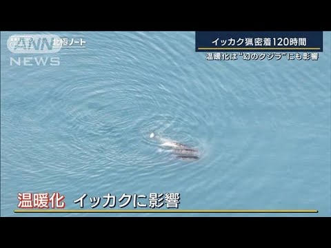 【北極ノート】海洋汚染…体内で“生物濃縮”温暖化は幻のクジラにも　イッカク猟密着(2023年8月29日)