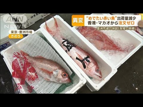 処理水放出で…豊洲市場の高級魚に影響「我慢の時期」　香港とマカオから“注文ゼロ”【もっと知りたい！】(2023年8月30日)