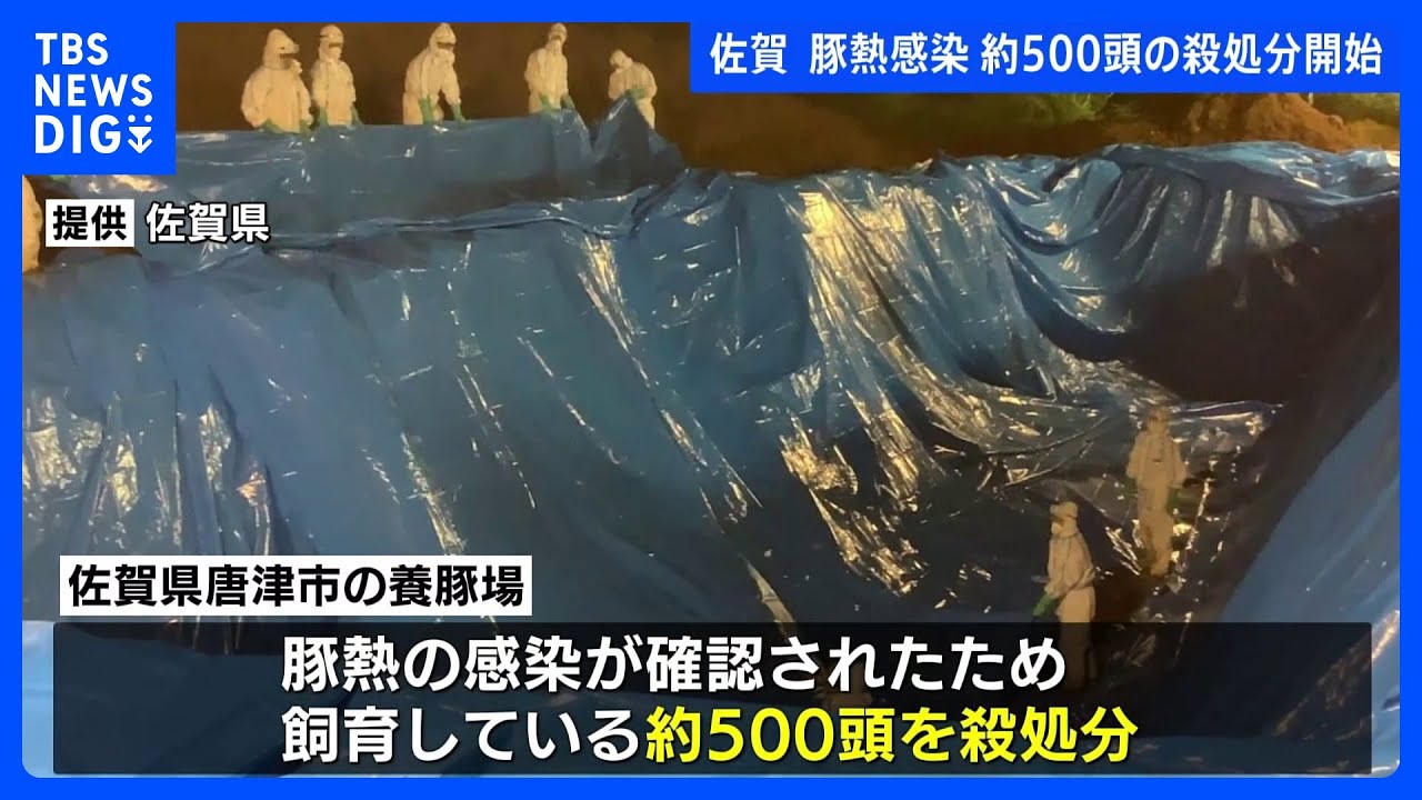 豚熱感染の疑い 殺処分開始 感染が確認されれば飼育している約1万頭を殺処分する方針 佐賀・唐津市|TBS NEWS DIG