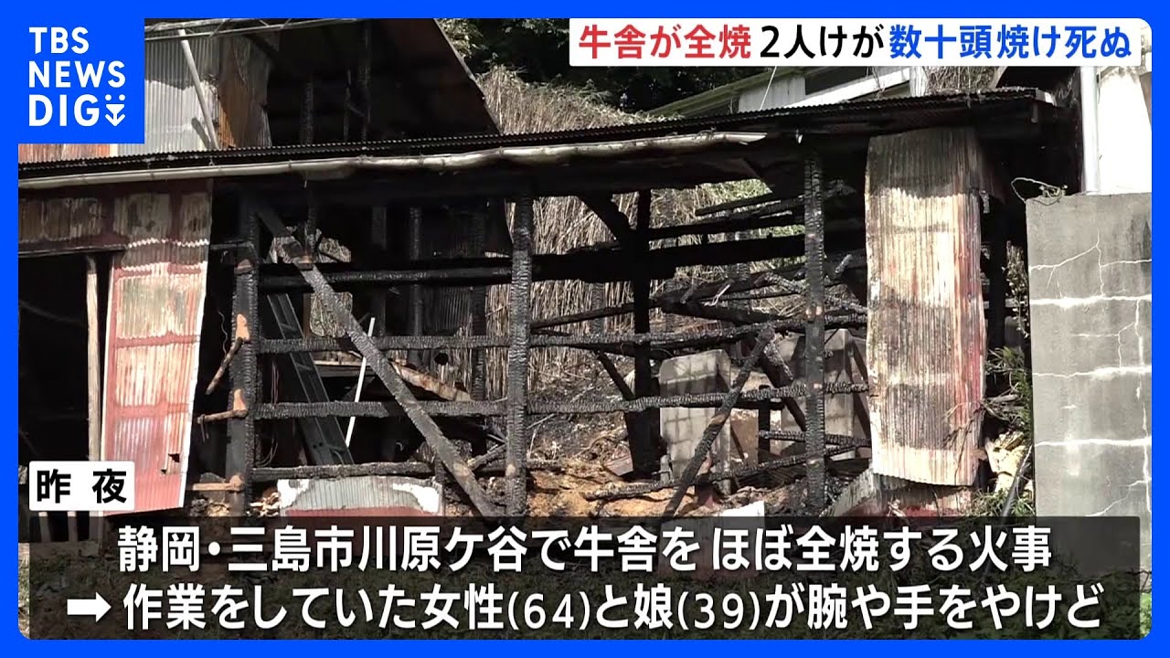 「牛舎が消失しました」牛舎をほぼ全焼する火事 牛の大半が焼け死んだか 作業していた女性2人もやけど 静岡・三島市|TBS NEWS DIG