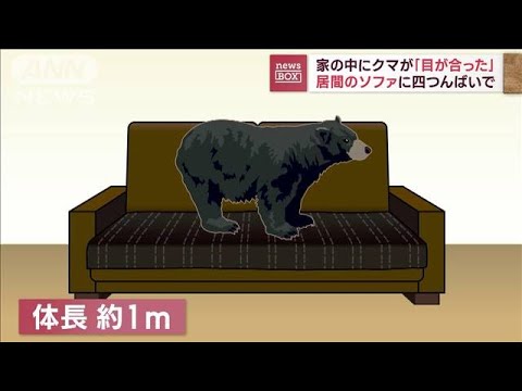 家の中にクマが…「目が合った」 居間のソファに四つんばいで(2023年8月31日)