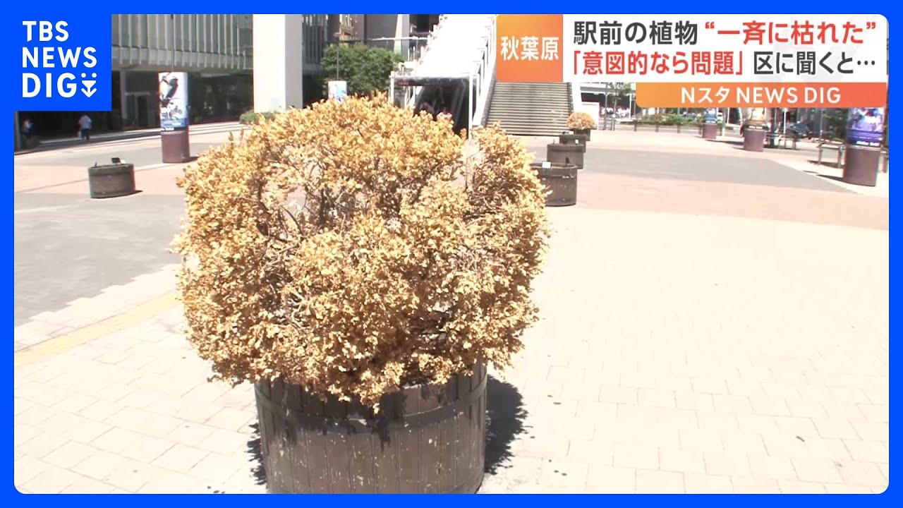 秋葉原駅前の植物が“一斉に枯れた…”なぜ？「意図的なら問題」管理する区に理由を聞いてみた！！｜TBS&nbsp;NEWS&nbsp;DIG