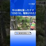 牛66頭を襲った「OSO18」 先月末に駆除か　最終確認進む｜TBS NEWS DIG #shorts