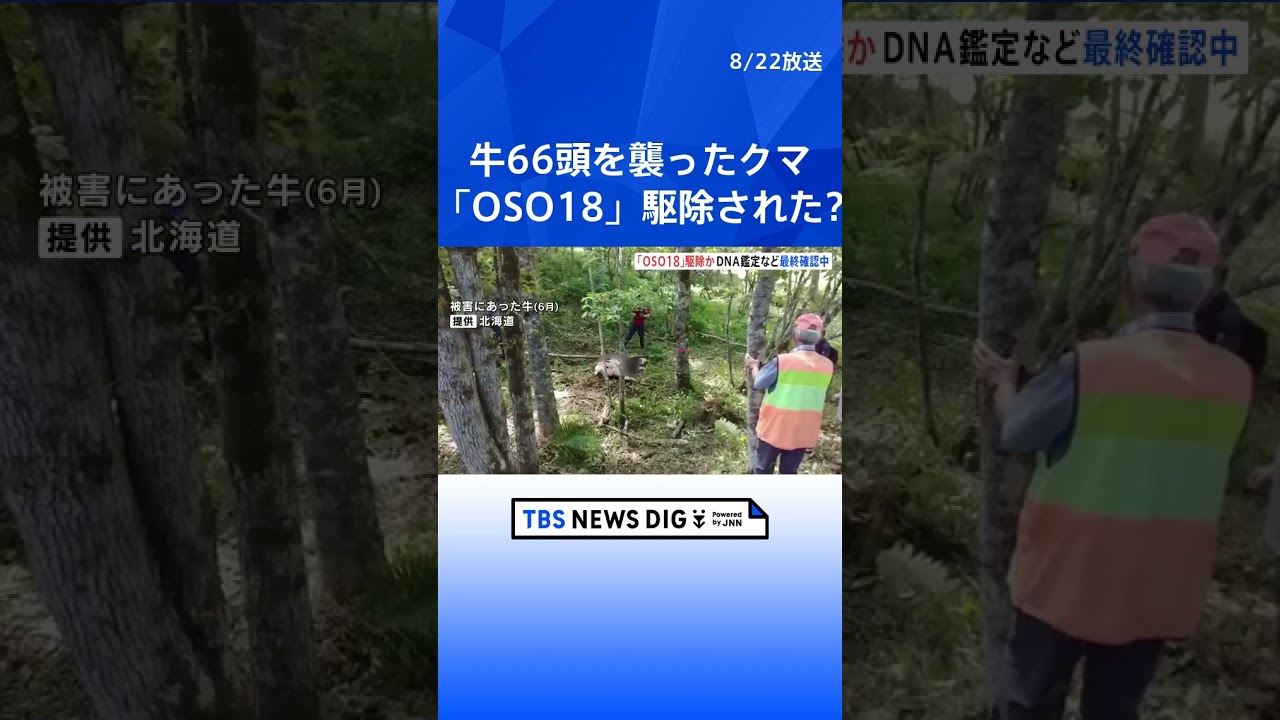 牛66頭を襲った「OSO18」 先月末に駆除か　最終確認進む｜TBS NEWS DIG #shorts