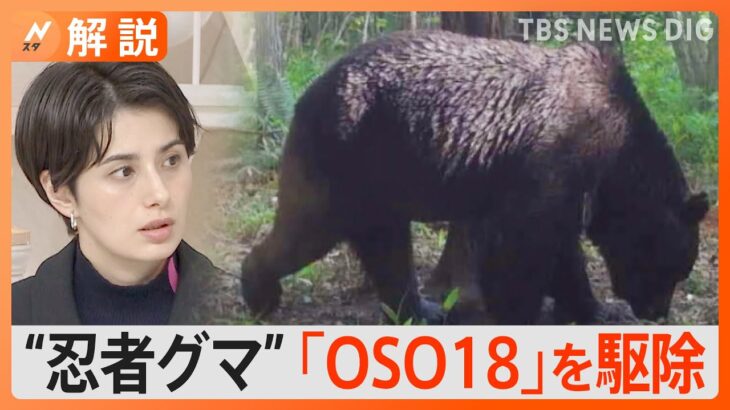 異名は“忍者グマ”　乳牛66頭を襲ったヒグマ「OSO18」を駆除　捕獲に苦戦してきたワケは？【Nスタ】｜TBS NEWS DIG