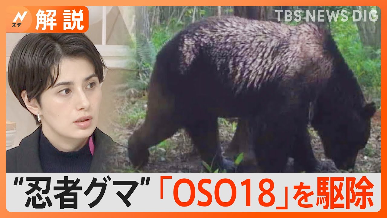 異名は“忍者グマ”　乳牛66頭を襲ったヒグマ「OSO18」を駆除　捕獲に苦戦してきたワケは？【Nスタ】｜TBS&nbsp;NEWS&nbsp;DIG