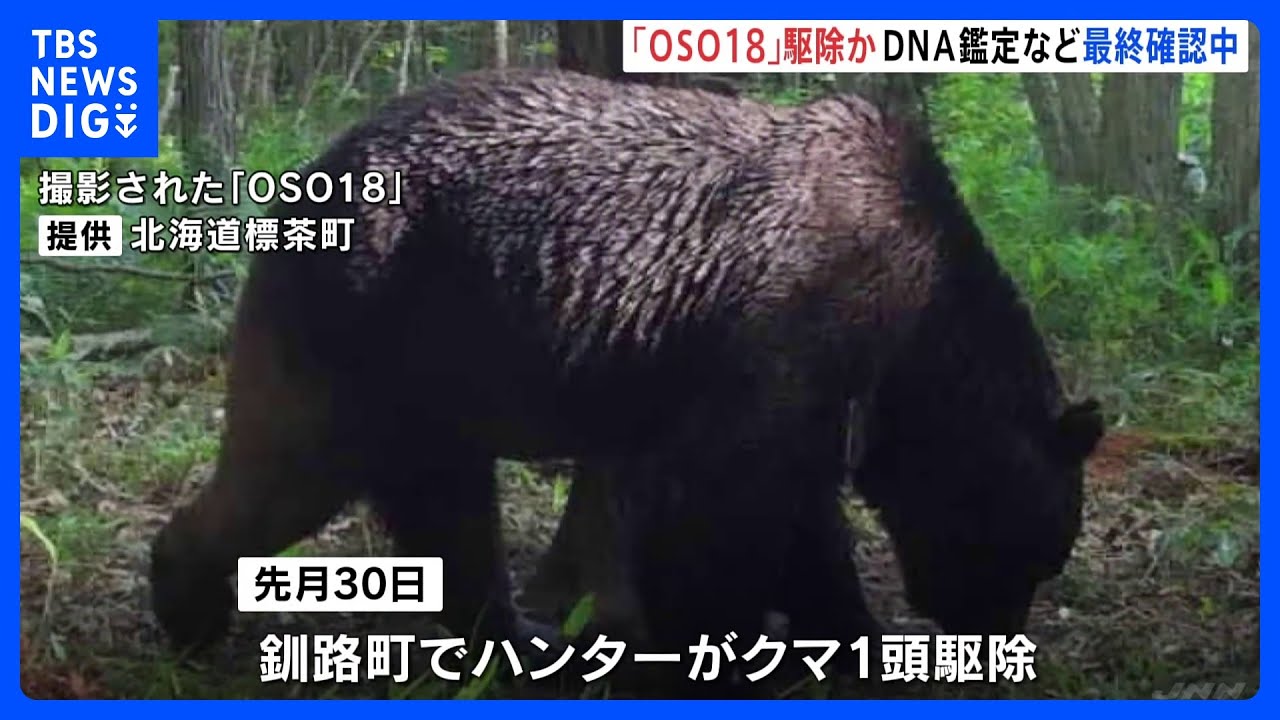 牛66頭を襲った「OSO18」&nbsp;先月末に駆除か　最終確認進む｜TBS&nbsp;NEWS&nbsp;DIG