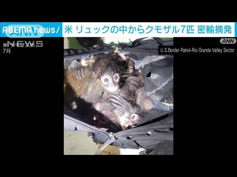 リュックに詰め込まれたクモザル7匹を保護　米国境警備隊が“密輸阻止”(2023年8月6日)