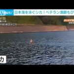 暑すぎて！？日本海を泳ぐシカ　漁師歴70年のベテランもびっくり(2023年8月3日)