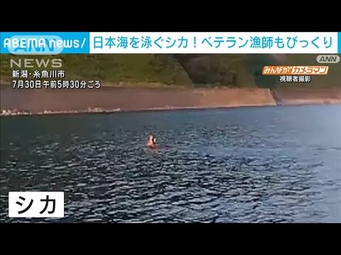 暑すぎて！？日本海を泳ぐシカ　漁師歴70年のベテランもびっくり(2023年8月3日)