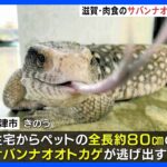 全長約80センチ　肉食の外来種・サバンナオオトカゲが脱走｜TBS NEWS DIG