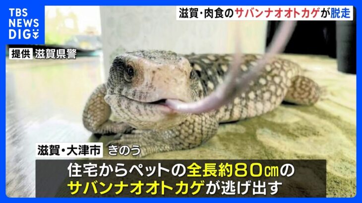 全長約80センチ　肉食の外来種・サバンナオオトカゲが脱走｜TBS NEWS DIG