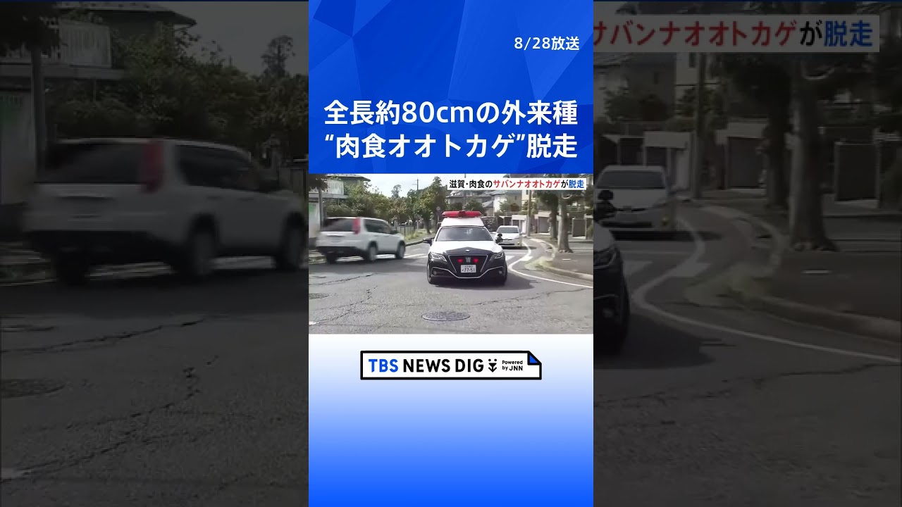 全長約80センチ 肉食の外来種・サバンナオオトカゲが脱走|TBS NEWS DIG #shorts