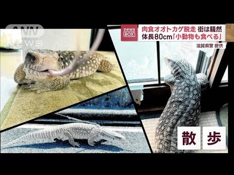 肉食オオトカゲ脱走　街は騒然　体長80cm　「小動物も食べる」(2023年8月28日)