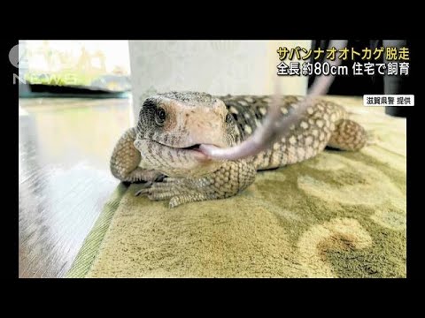 サバンナオオトカゲ脱走　全長約80cm　住宅で飼育　滋賀(2023年8月28日)