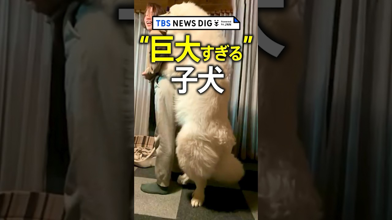 ライオン？シロクマ？巨大すぎる子犬　生後9か月で飼い主と同じ背丈に｜TBS NEWS DIG#shorts