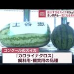 90kg！巨大すぎるスイカに栄光　赤い果肉も…気になるその味は？(2023年8月25日)