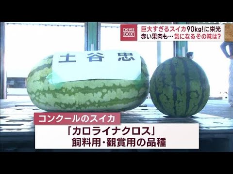 90kg！巨大すぎるスイカに栄光　赤い果肉も…気になるその味は？(2023年8月25日)