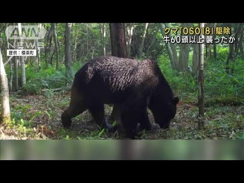 クマ「OSO18」を駆除 牛60頭以上襲ったか　北海道(2023年8月22日)