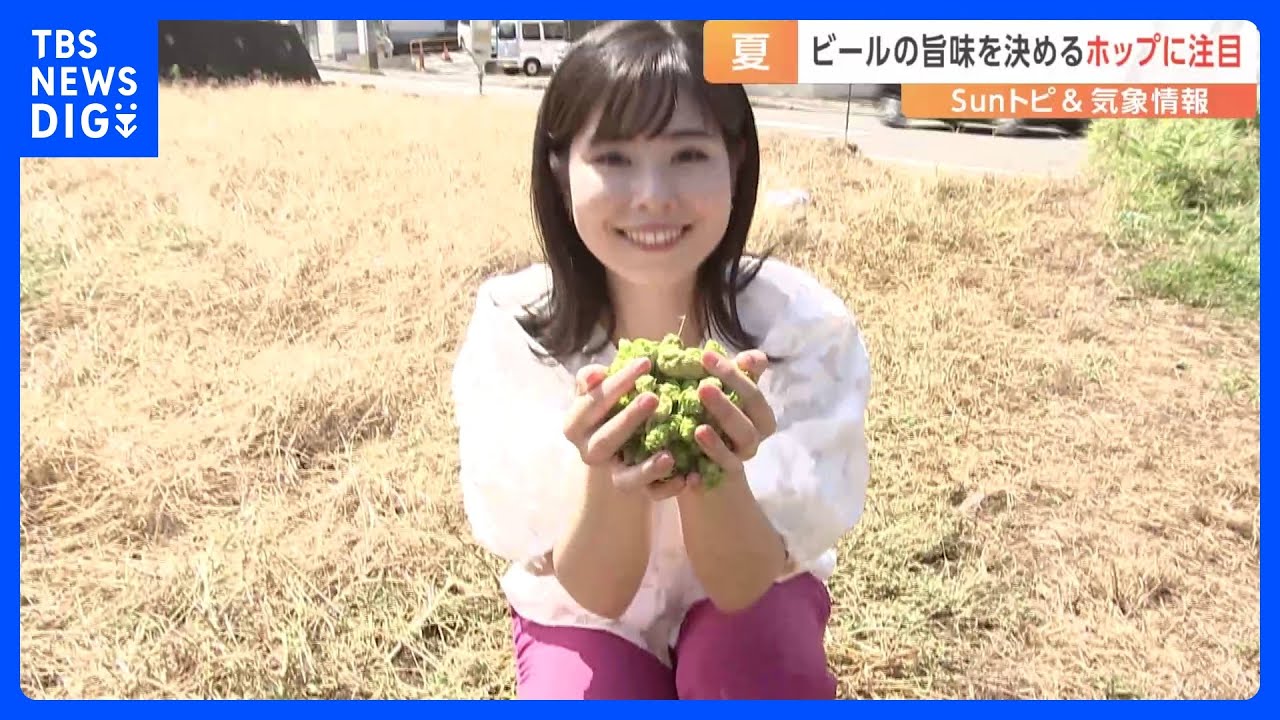 ビールの決め手はホップ！手摘み体験【SUNトピ】｜TBS&nbsp;NEWS&nbsp;DIG