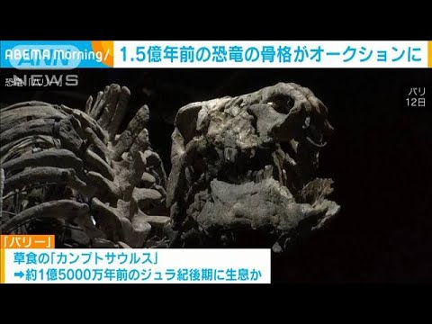 1.5億年前の恐竜の骨格がオークションに　2億円近くの値段と予想(2023年9月19日)