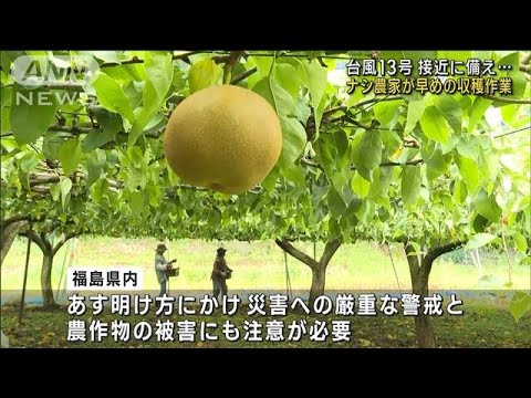 台風13号 夜にも接近の福島・いわき市　ナシ農家が早めの収穫作業(2023年9月8日)