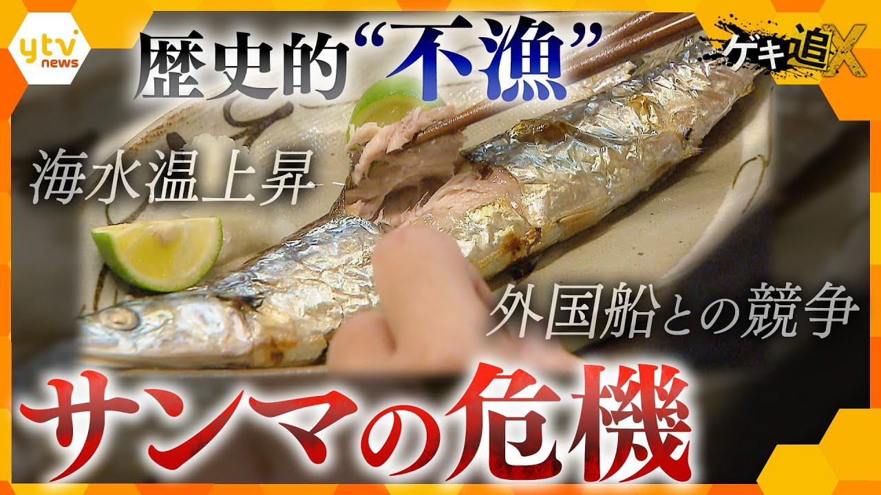1匹500円以上⁉秋の味覚が大ピンチ!“サンマ”が歴史的不漁、日本有数の水揚げ量を誇る港を緊急取材!食卓にサンマは届くのか?【かんさい情報ネットten.特集/ゲキ追X】